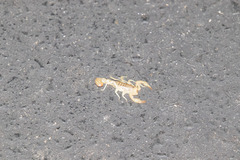 Paravaejovis spinigerus