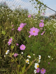 Cosmos bipinnatus