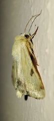 Heliothis peltigera