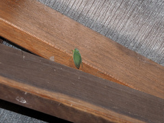 Cystosoma saundersii