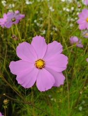 Cosmos bipinnatus