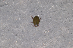 Hydrophilus triangularis
