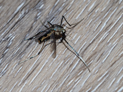 Toxorhynchites speciosus