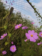 Cosmos bipinnatus