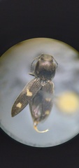 Paracardiophorus