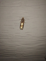 Epinotia trigonella