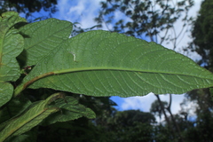 Centropogon cornutus