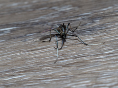Toxorhynchites speciosus