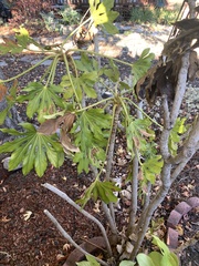 Fatsia japonica