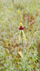 Caladenia verrucosa