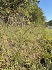 Sorghastrum elliottii