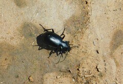 Calosoma