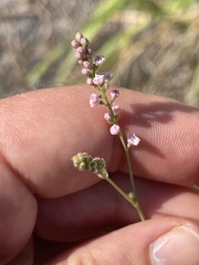 Boerhavia xantii