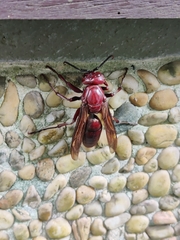 Polistes gigas
