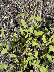 Boerhavia xantii