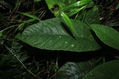 Centropogon cornutus