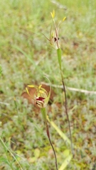 Caladenia verrucosa