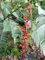 Heliconia platystachys