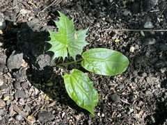 Cnidoscolus maculatus