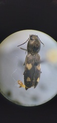 Paracardiophorus