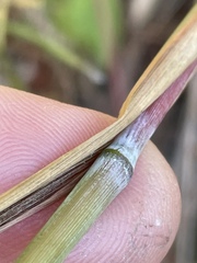 Sorghastrum elliottii
