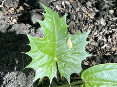 Cnidoscolus maculatus