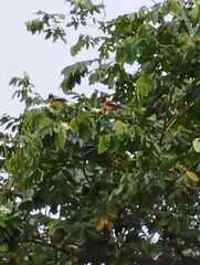 Icterus icterus