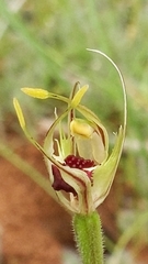Caladenia verrucosa