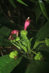 Centropogon cornutus