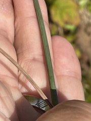 Sorghastrum elliottii