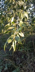 Populus angustifolia