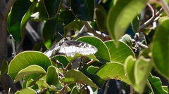 Papilio polyxenes rudkini