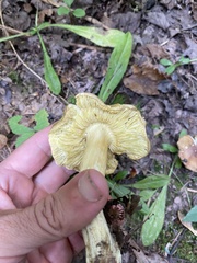 Tricholoma subsejunctum