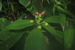 Centropogon cornutus