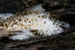 Radulomyces