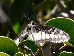 Papilio polyxenes rudkini