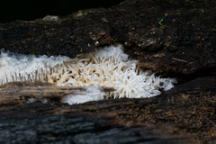 Radulomyces