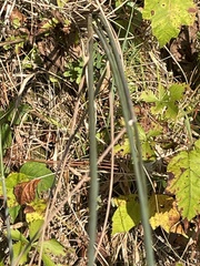 Sorghastrum elliottii