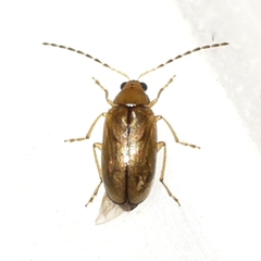 Metrioidea