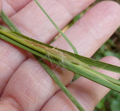 Andropogon virginicus