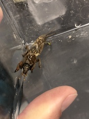 Neocurtilla hexadactyla