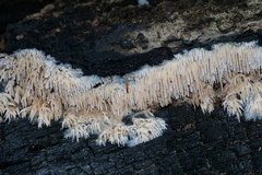 Radulomyces