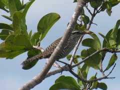 Campylorhynchus yucatanicus