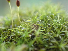 Gymnostomum aeruginosum