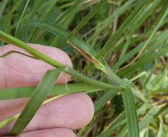 Andropogon virginicus