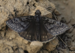 Erynnis persius