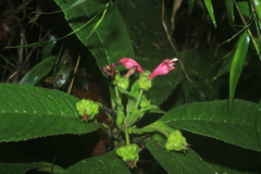 Centropogon cornutus