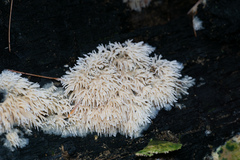 Radulomyces