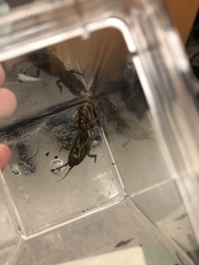 Neocurtilla hexadactyla