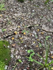 Craterellus ignicolor